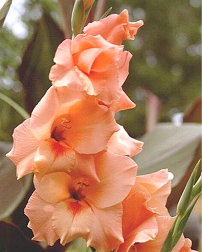 GLADIOLUS PETER PEARS 100 kusov